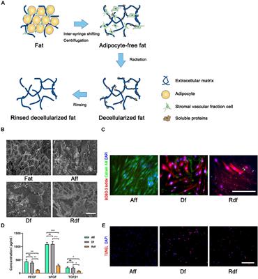 Characterized the Adipogenic Capacity of Adipose-Derived Stem Cell, Extracellular Matrix, and Microenvironment With Fat Components Grafting